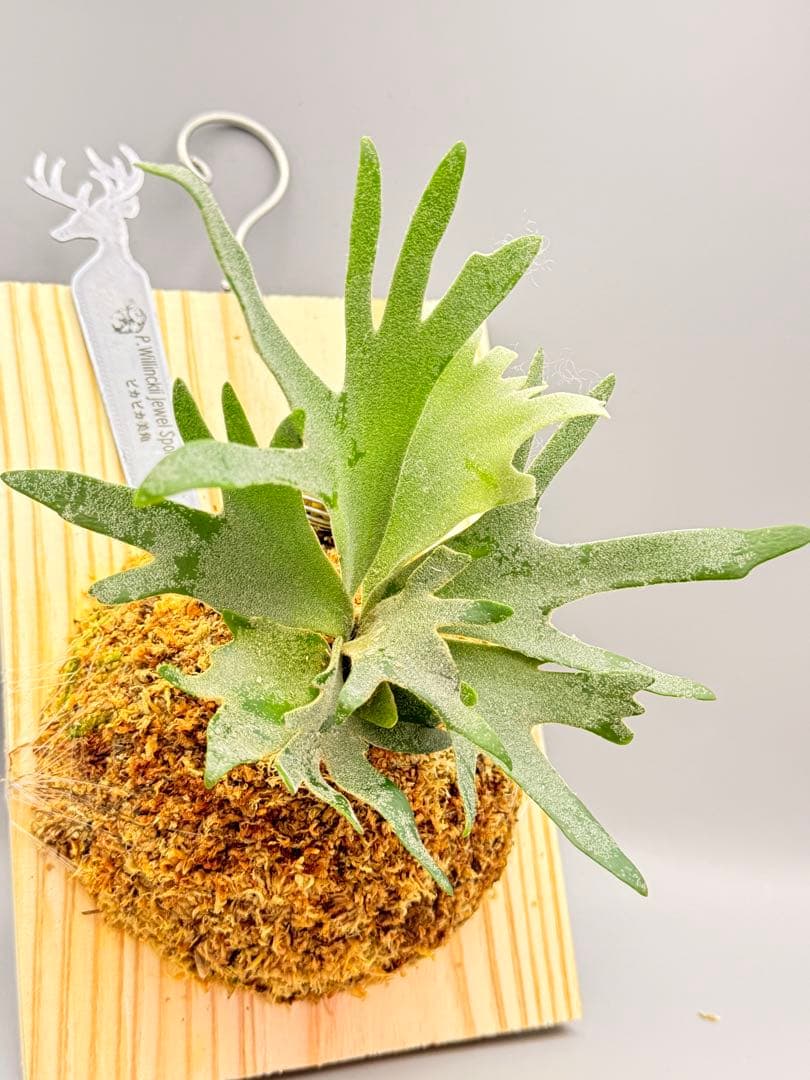 極大サイズ　ビカクシダ P.willinckii Jewel sporeling