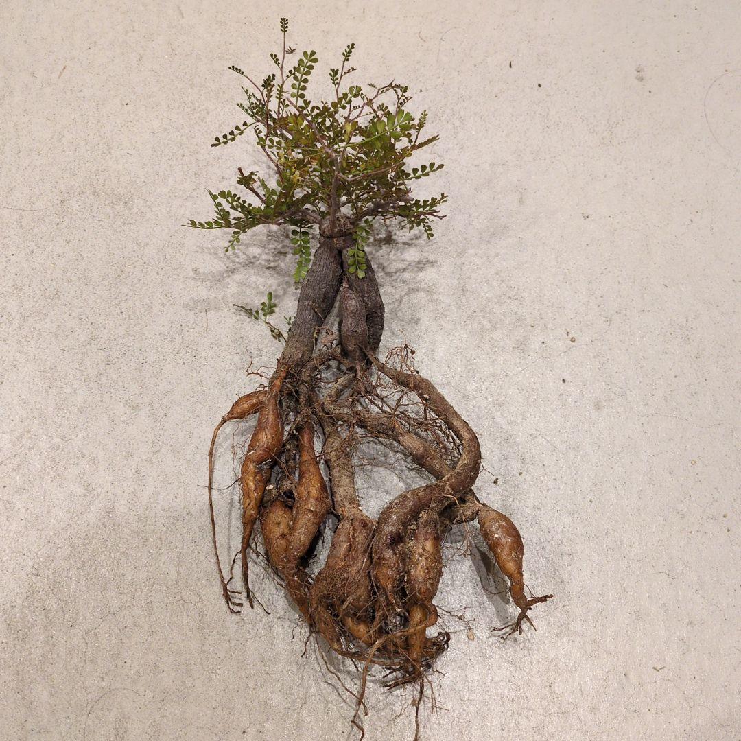 オペルクリカリア　パキプス　パワータンクもりもり