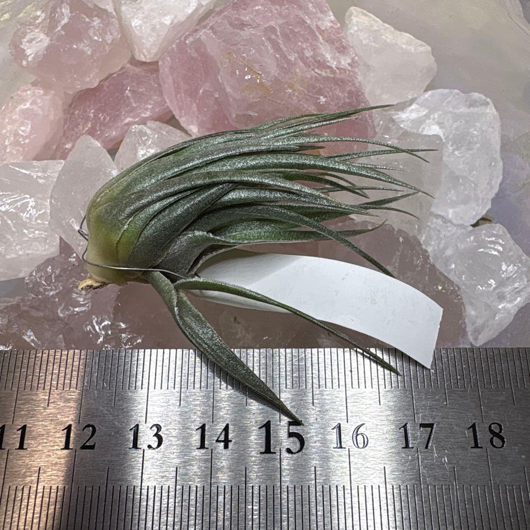 ブロメリア・エアープランツ Tillandsia kautskyi