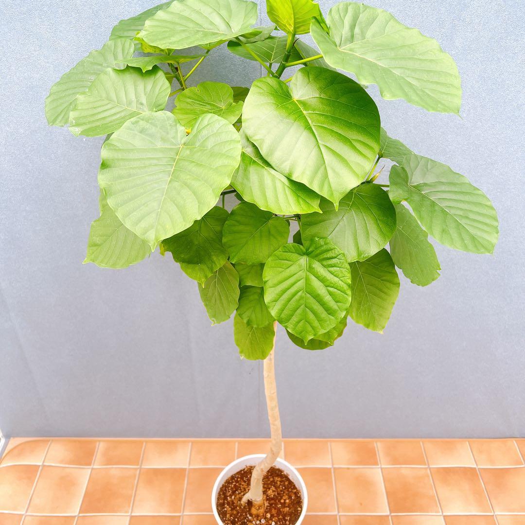 現品　フィカス　ゴムの木　ウンベラータ　35番　観葉植物　インテリアグリーン