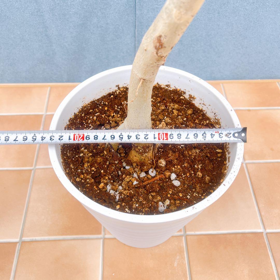 現品　フィカス　ゴムの木　ウンベラータ　35番　観葉植物　インテリアグリーン