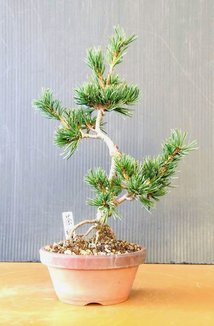 八房五葉松(茶臼)