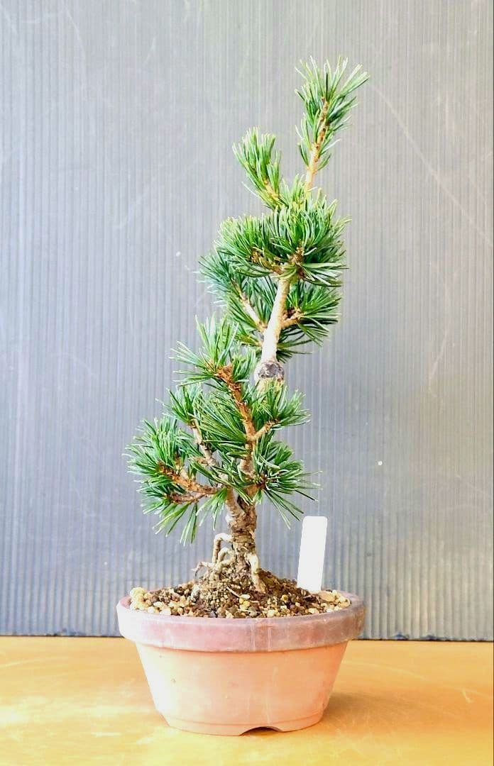 八房五葉松(茶臼)