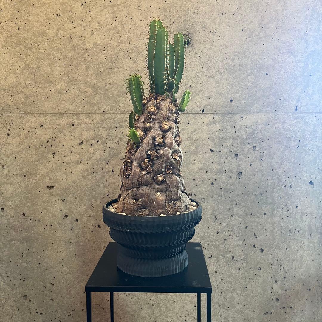 ユーフォルビア　ムランジーナ　発根済　大株