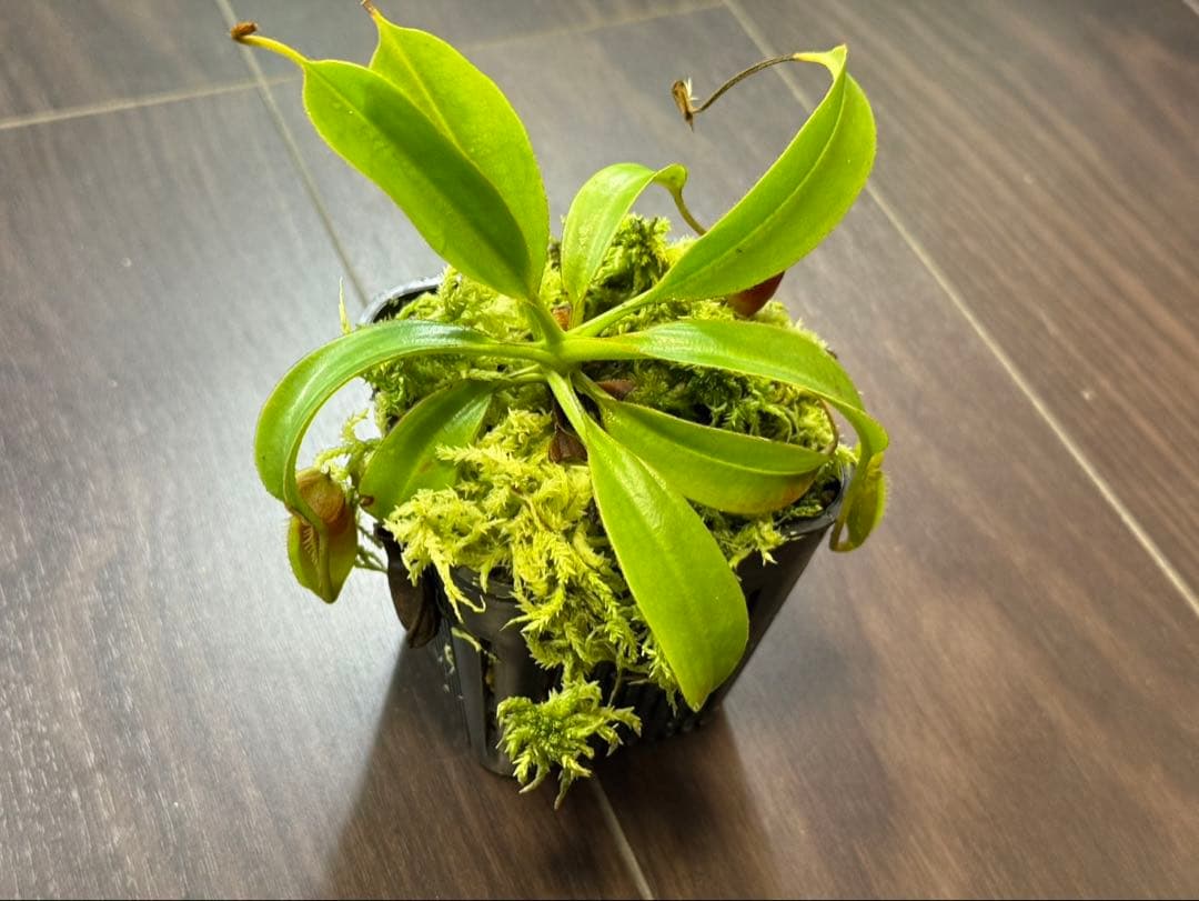 食虫植物N. xtrusmadensis AW clone:1