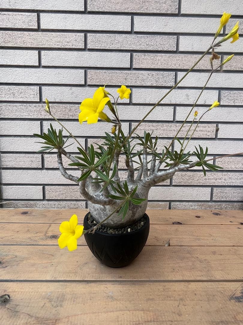 グラキリスSRLネイバーフッド鉢セット