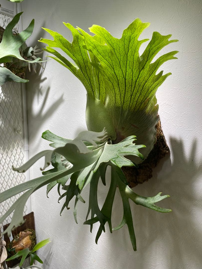 月光爪哇　ビカクシダ　観葉植物