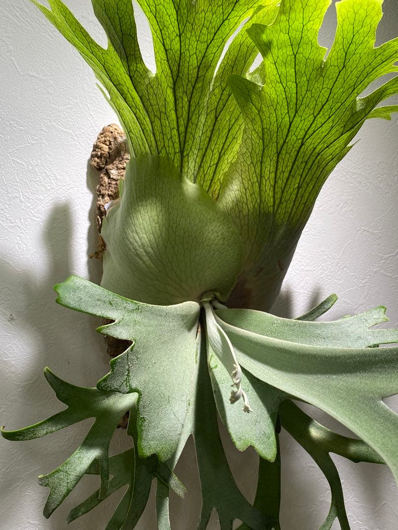 月光爪哇　ビカクシダ　観葉植物