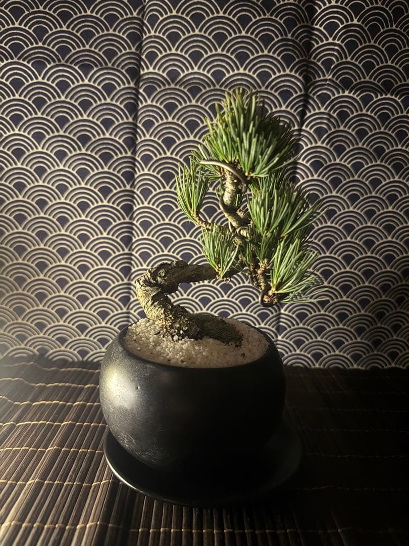 五葉松盆栽　盆栽