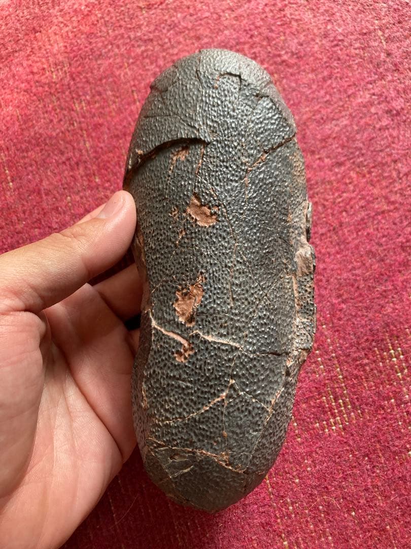 オビラプトル　卵　ハイクオリティ　化石　恐竜