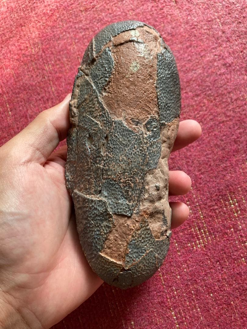 オビラプトル　卵　ハイクオリティ　化石　恐竜