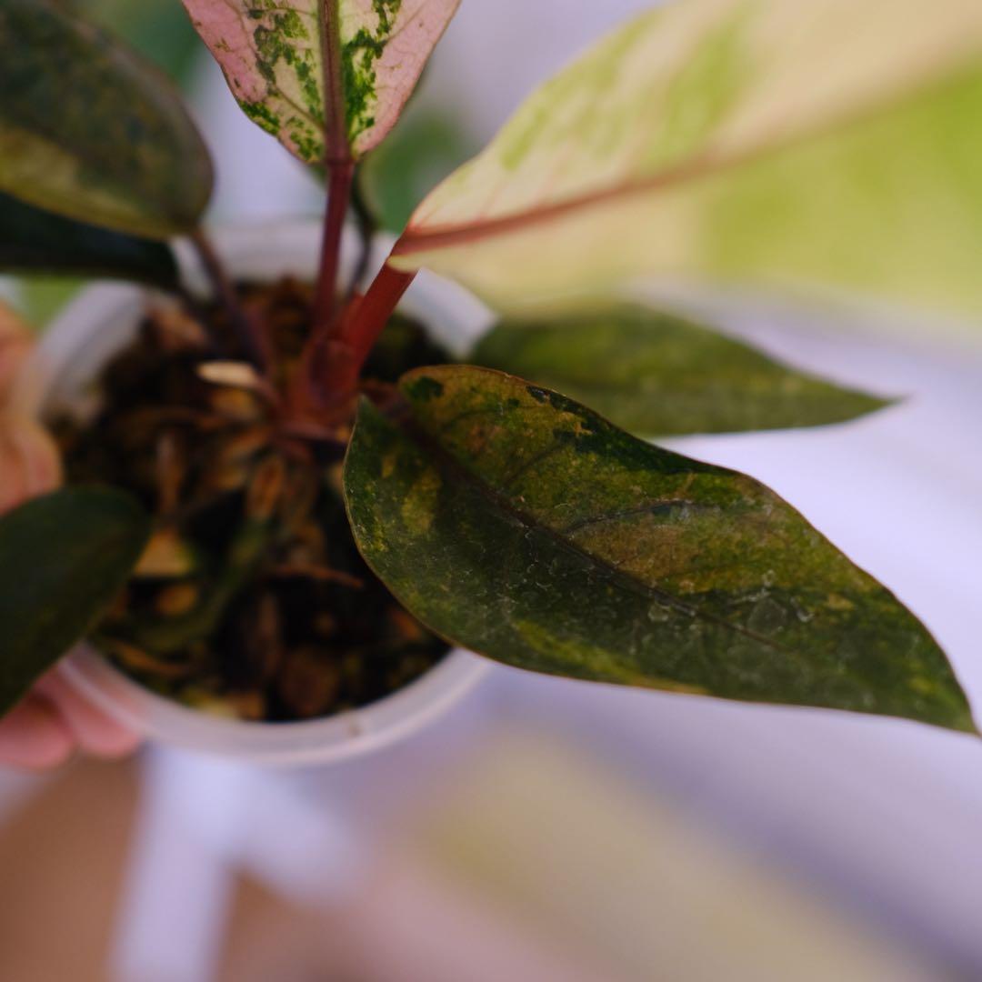Anthurium Hookeri Sweeta Pink Polkadot ⑤