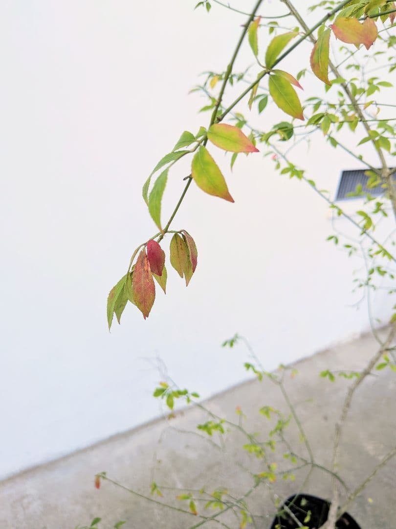 秋の足音。山採りコマユミ。