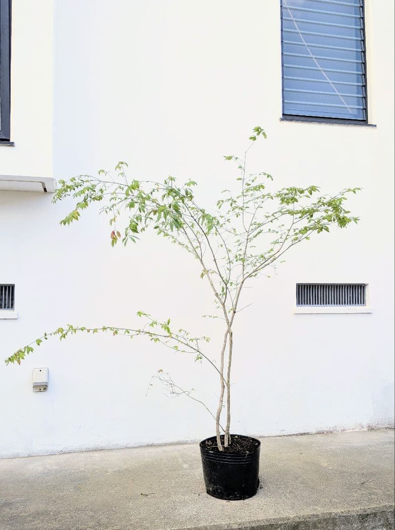 秋の足音。山採りコマユミ。