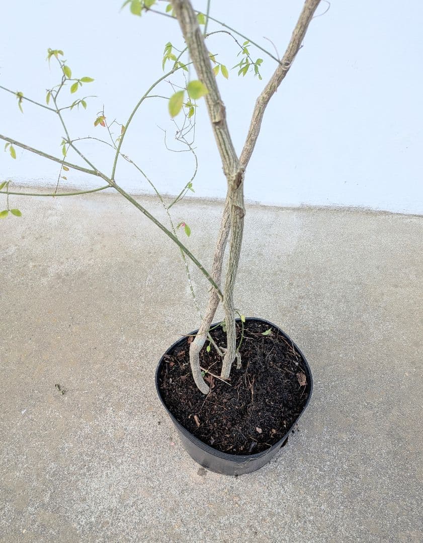 秋の足音。山採りコマユミ。