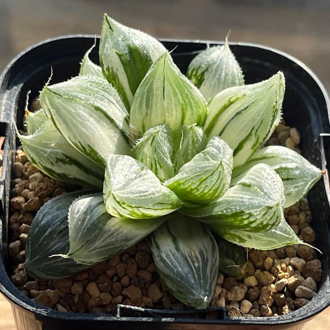 ハオルチア 三仙寿錦