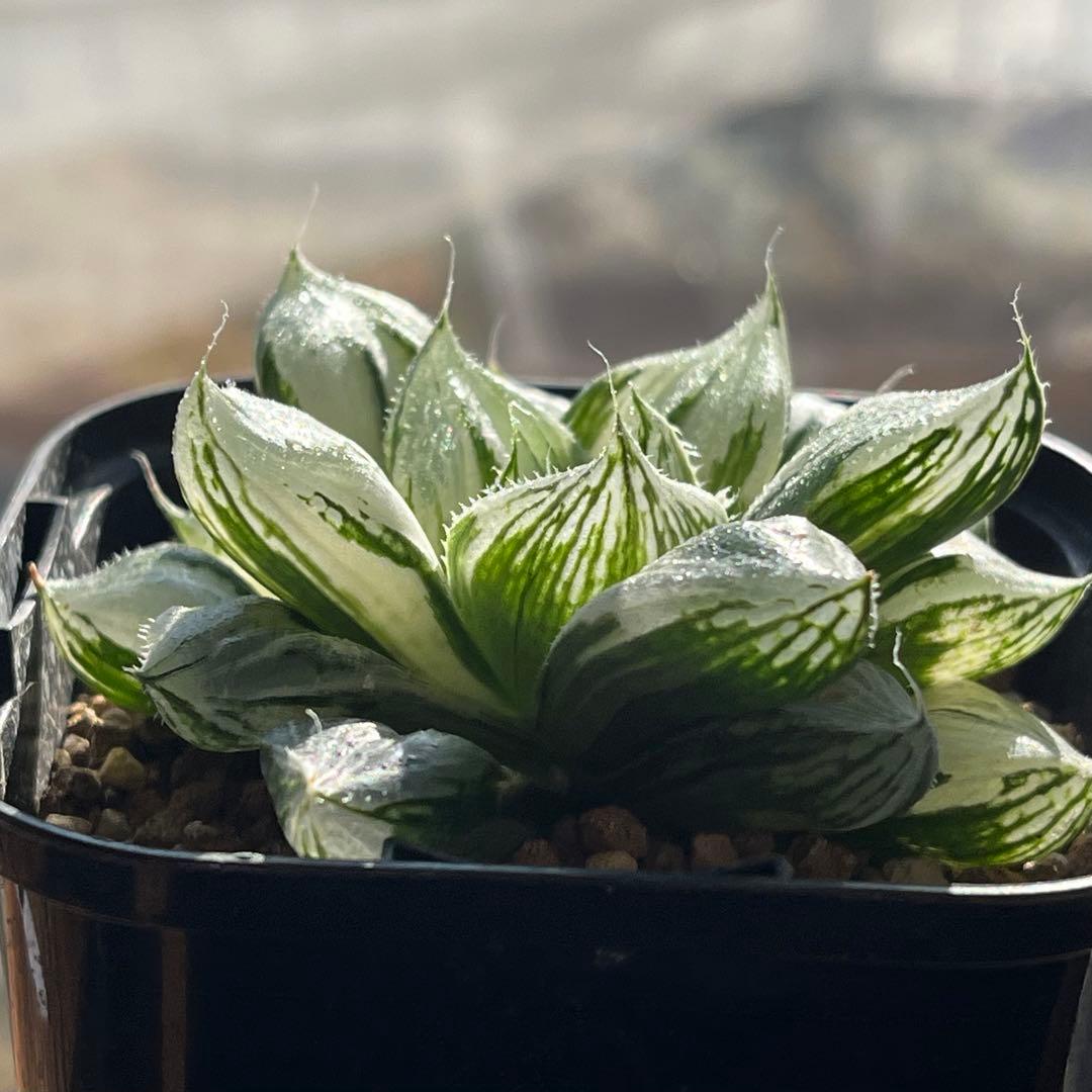 ハオルチア 三仙寿錦