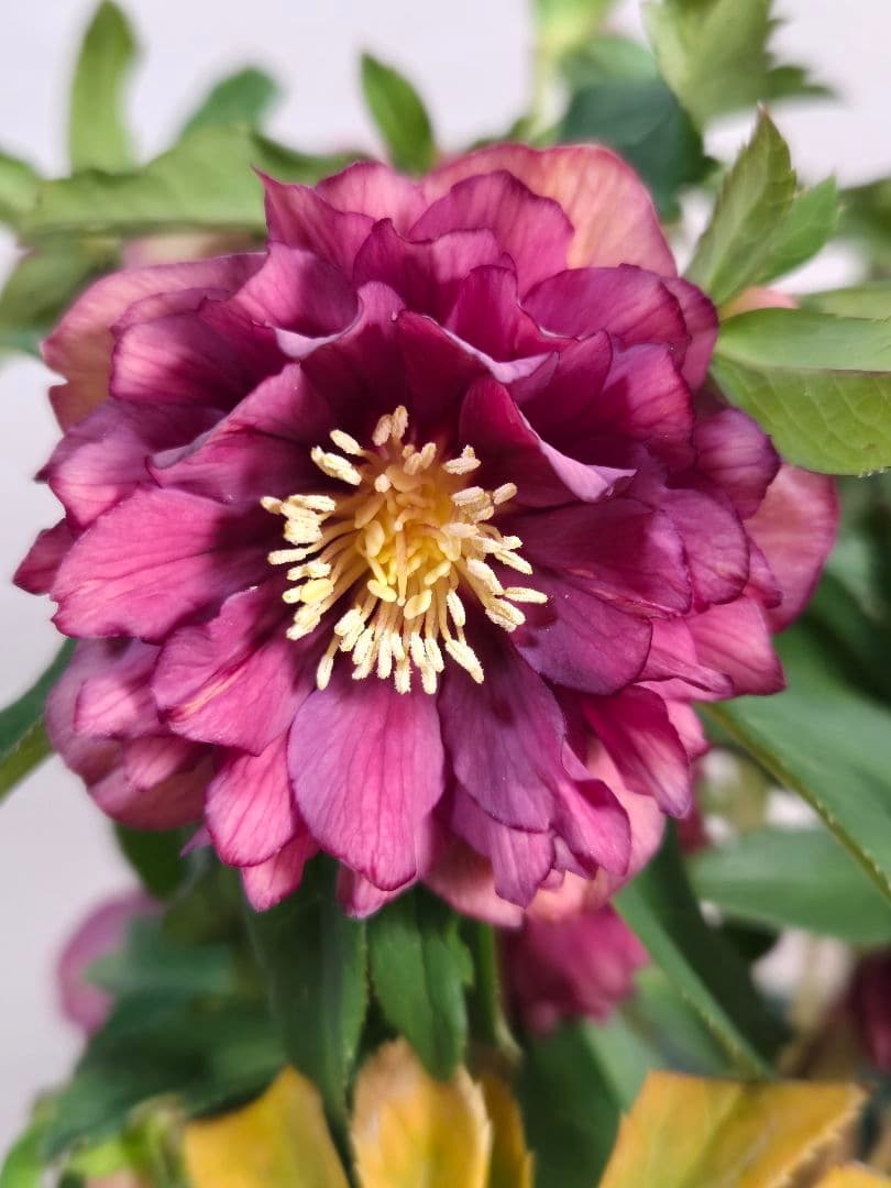 ☆クリスマスローズ☆多弁　レッドゴールド☆7号鉢☆