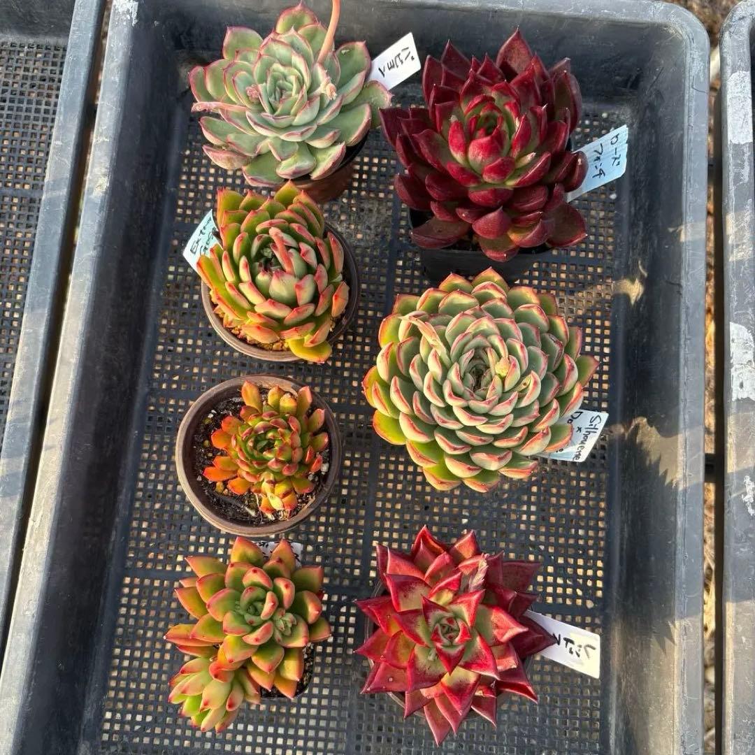 エケベリア 7種 赤い子セット 抜き苗 多肉植物
