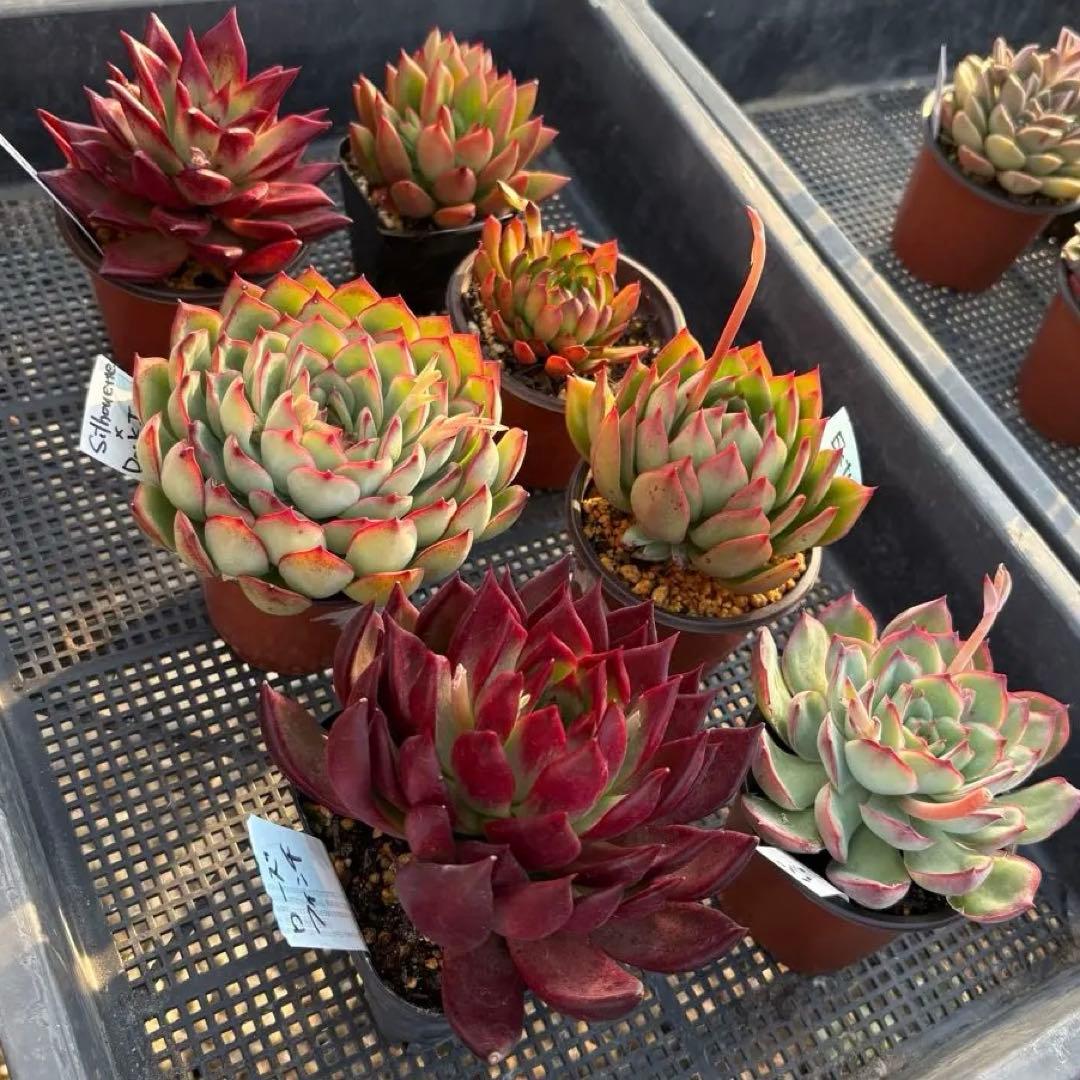エケベリア 7種 赤い子セット 抜き苗 多肉植物