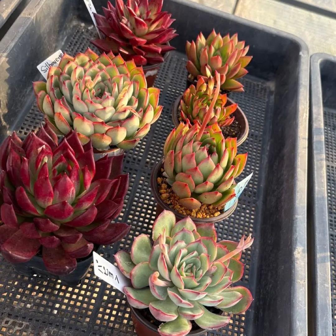 エケベリア 7種 赤い子セット 抜き苗 多肉植物