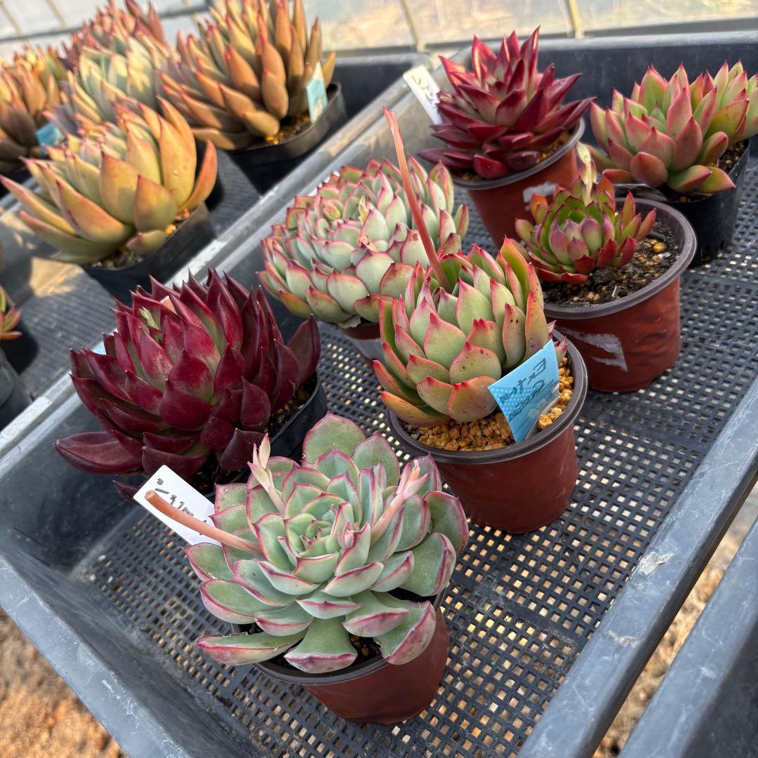 エケベリア 7種 赤い子セット 抜き苗 多肉植物