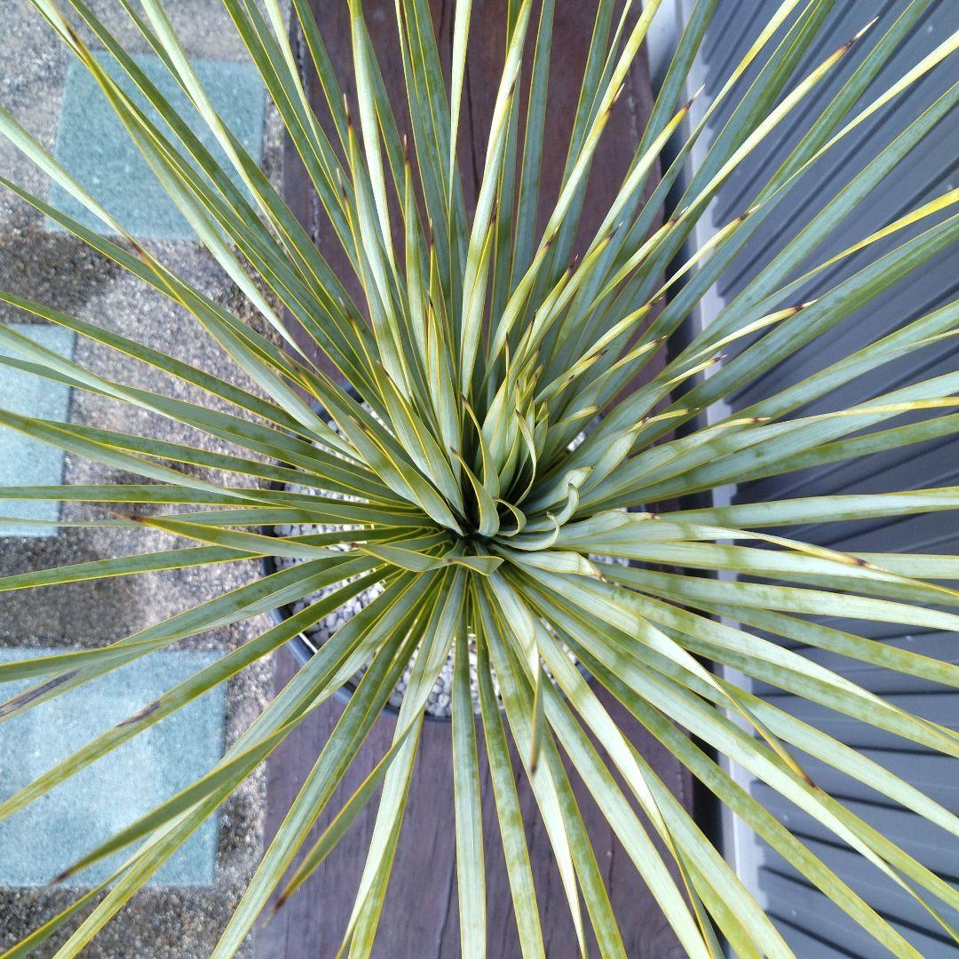 #23 ユッカ ロストラータ yucca rostrata（発根済）