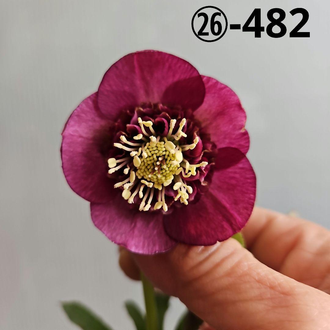 ㉖-482 クリスマスローズ