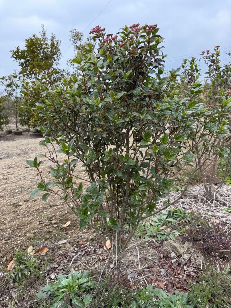 ビブルナム・ティヌス