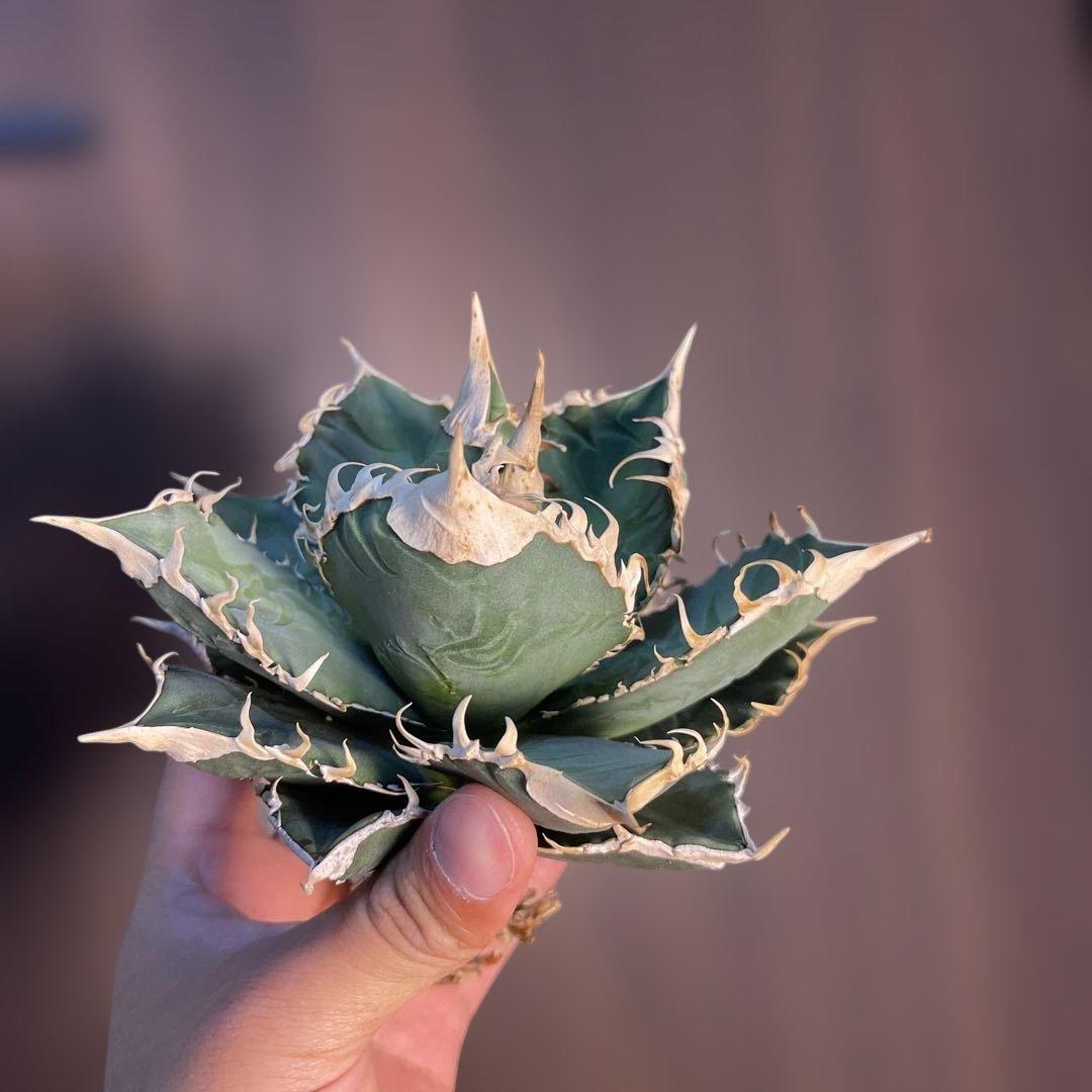 A025 アガベ オテロイ 実生