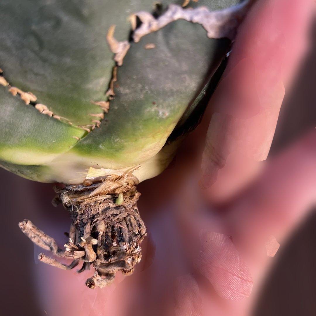 A025 アガベ オテロイ 実生