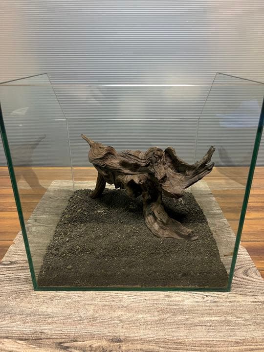 流木③