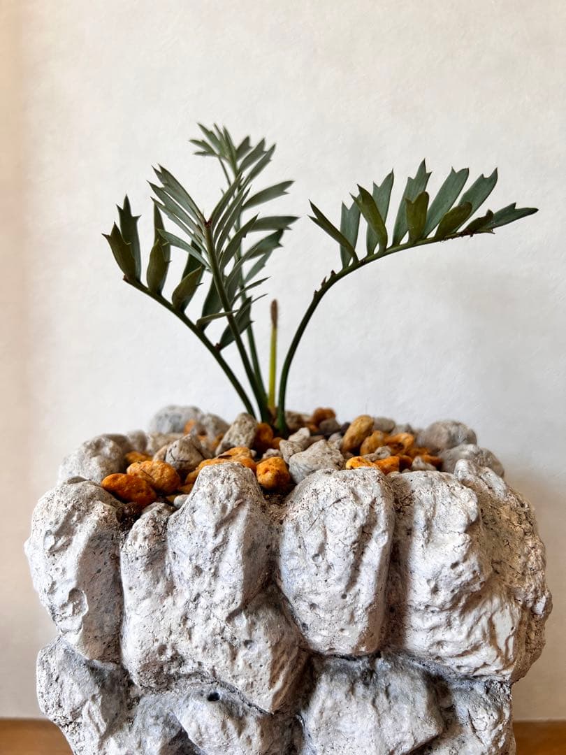 エンセファラルトス・ホリダス Encephalartos horridus