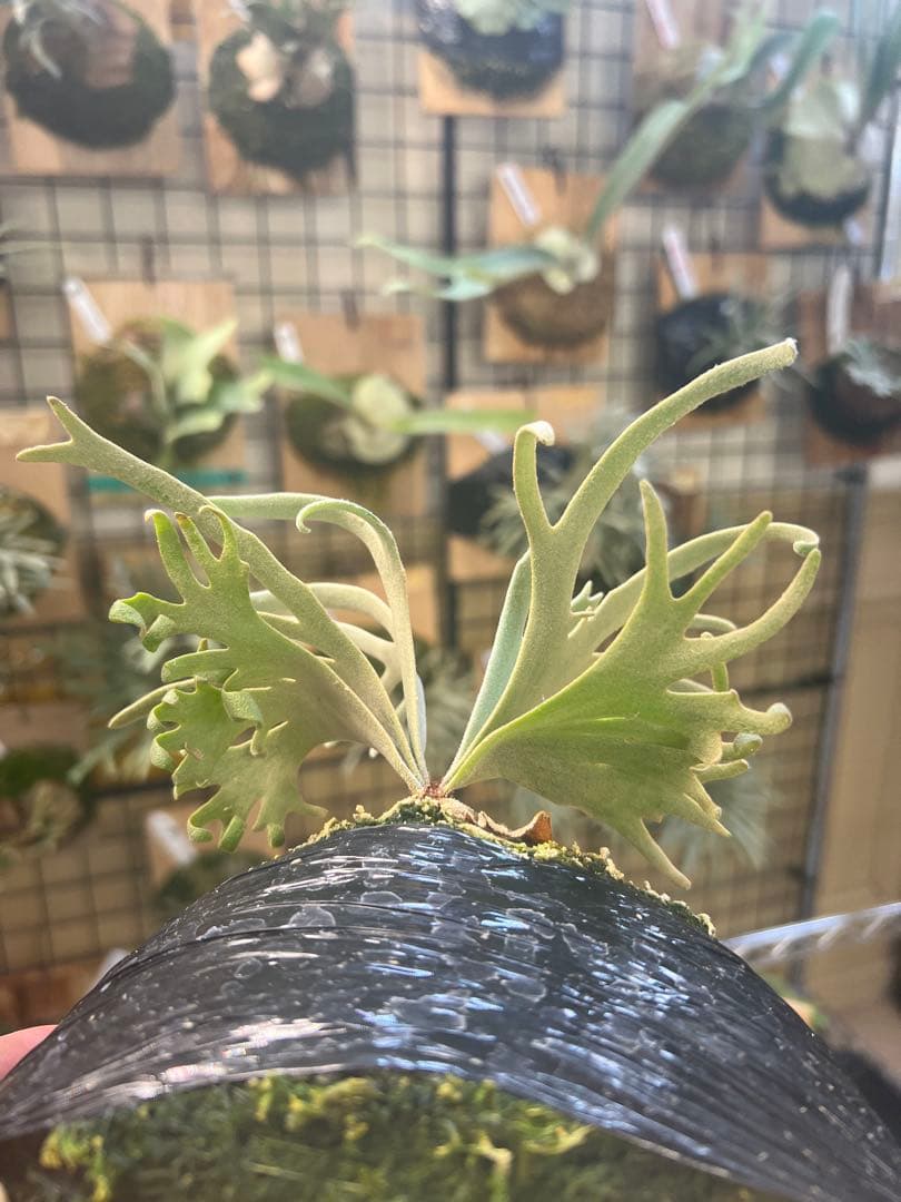 年末大特価P.willinckii Totoro spore YMDs ⑥