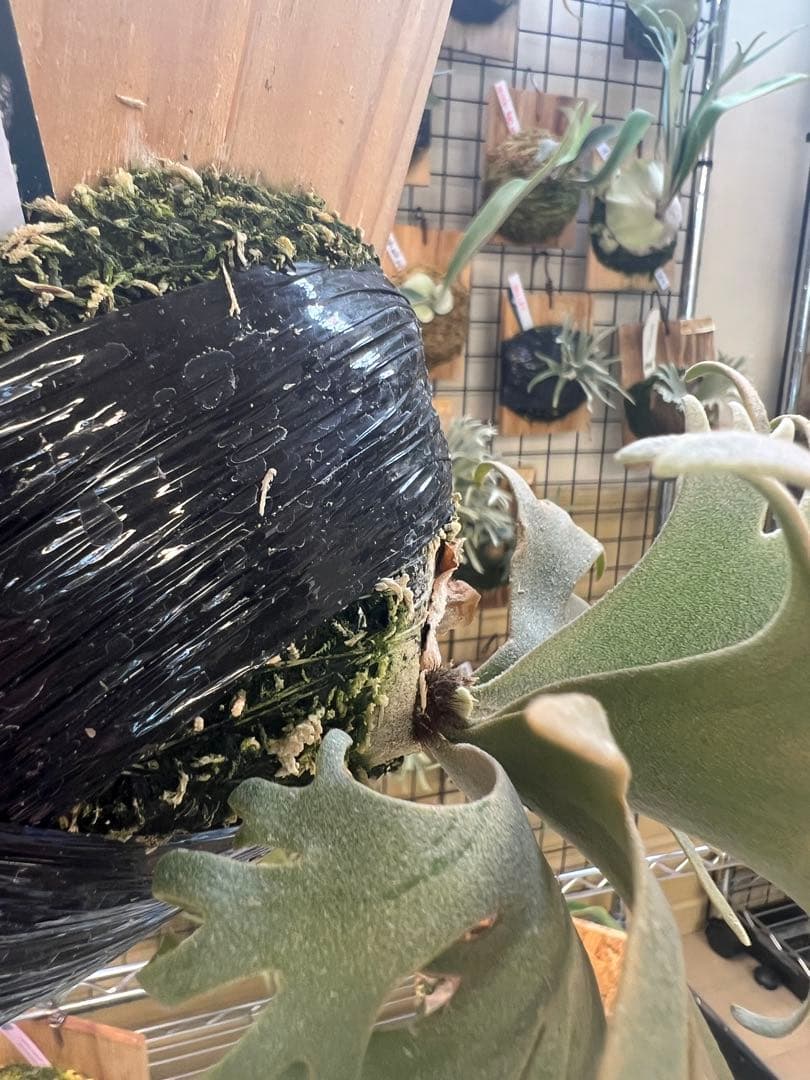 年末大特価P.willinckii Totoro spore YMDs ⑥