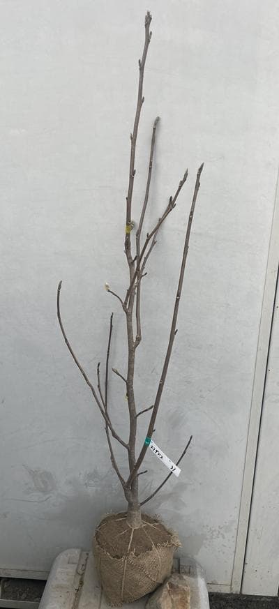 《現品》モクレン　エリザベス　樹高1.3ｍ（根鉢含まず）31【黄花/苗木】