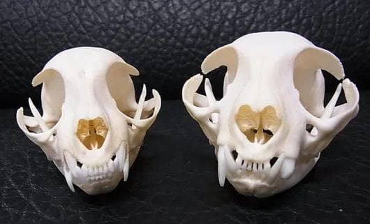 高品質！ネコの頭骨　３点セット　SKULLS UNLIMITED社