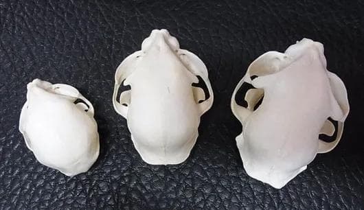 高品質！ネコの頭骨　３点セット　SKULLS UNLIMITED社