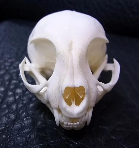 高品質！ネコの頭骨　３点セット　SKULLS UNLIMITED社