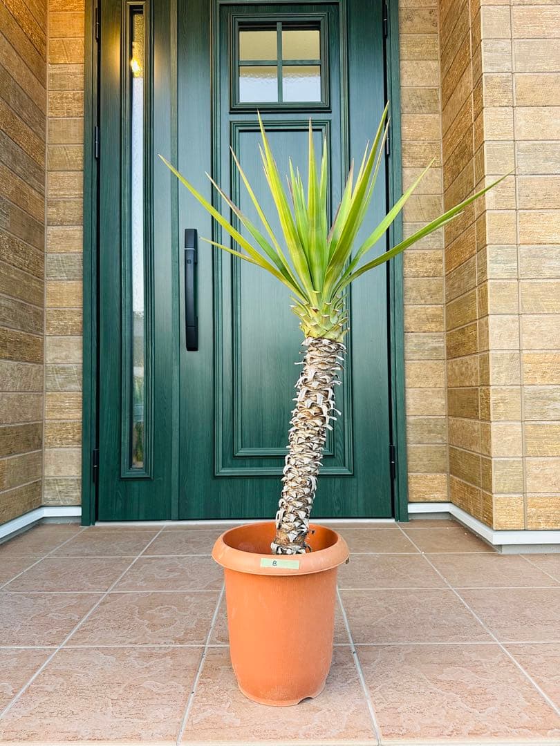 ユッカ　アロイフォリア【B】