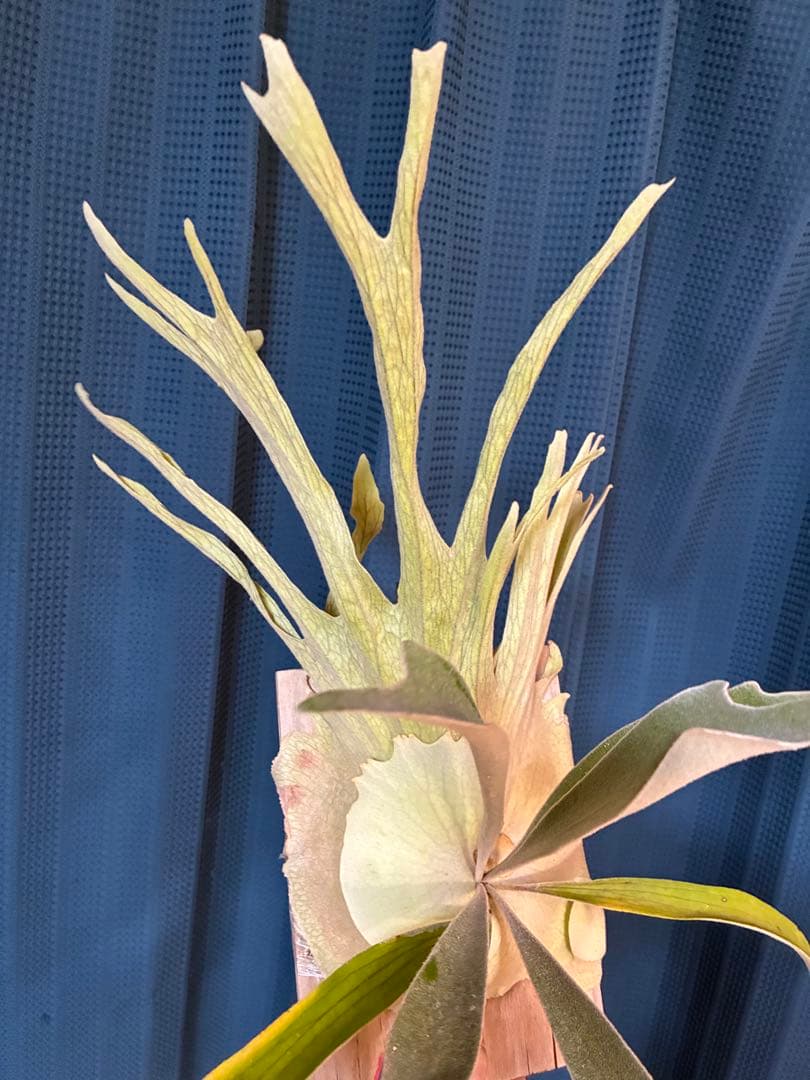 ビカクシダveitchii Auburn  ARS( mvs)