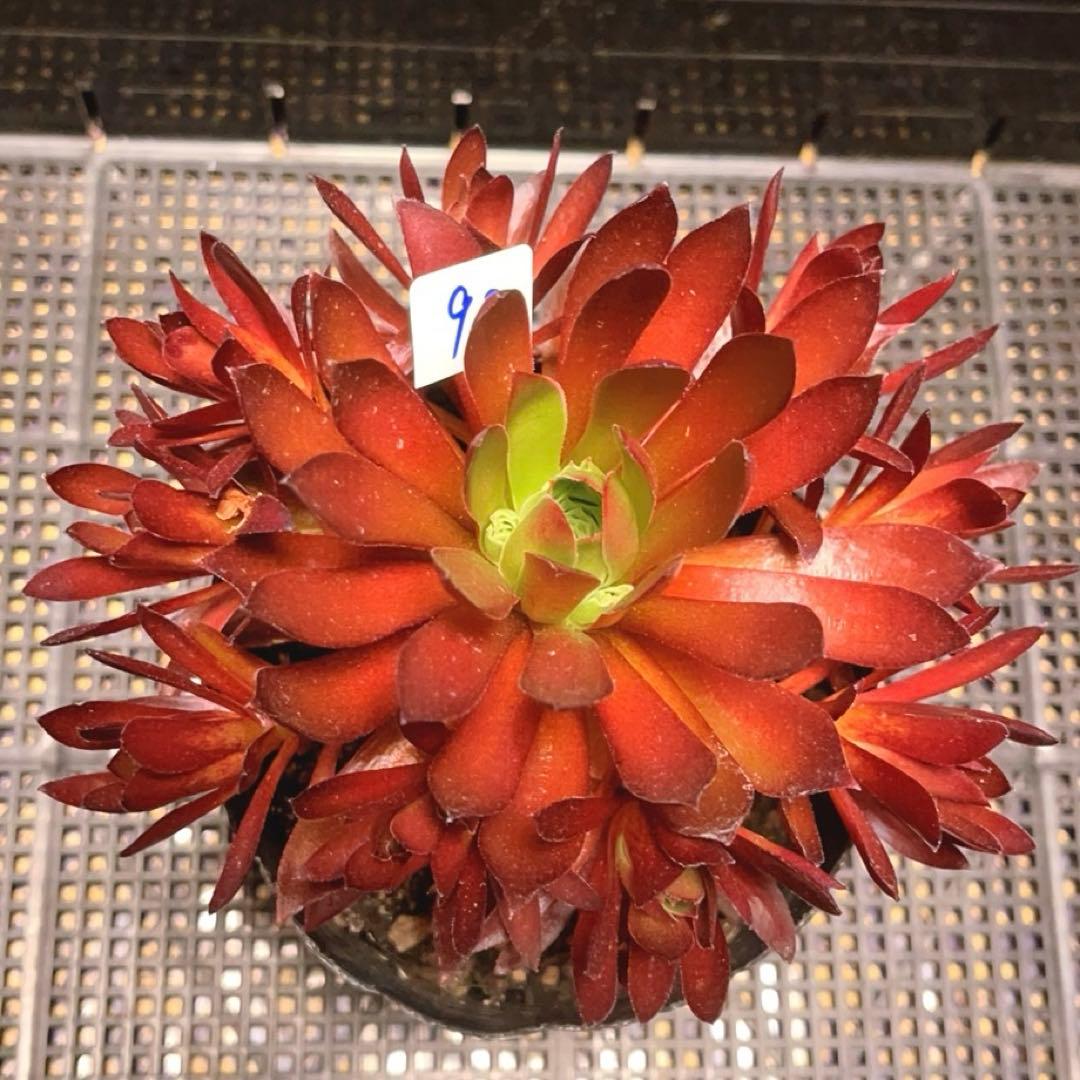 92#多肉植物❤️アエオニウム❤️炎の鳳凰❤️1大頭9小頭6子芽16cm拔き苗