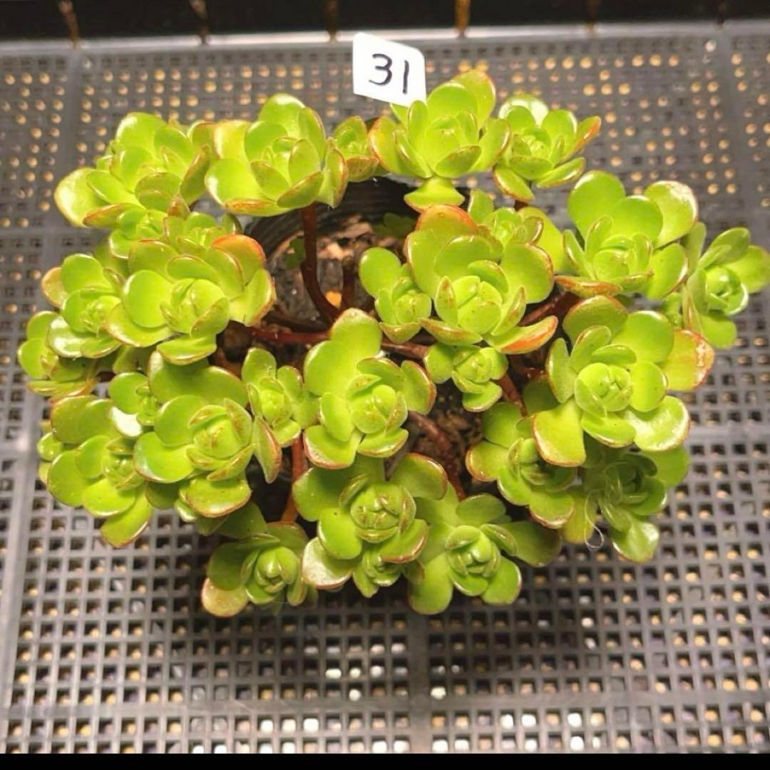 31#多肉植物アエオニウム錦❤️ サンデルシ— ❤️ 20頭15cm 拔き苗