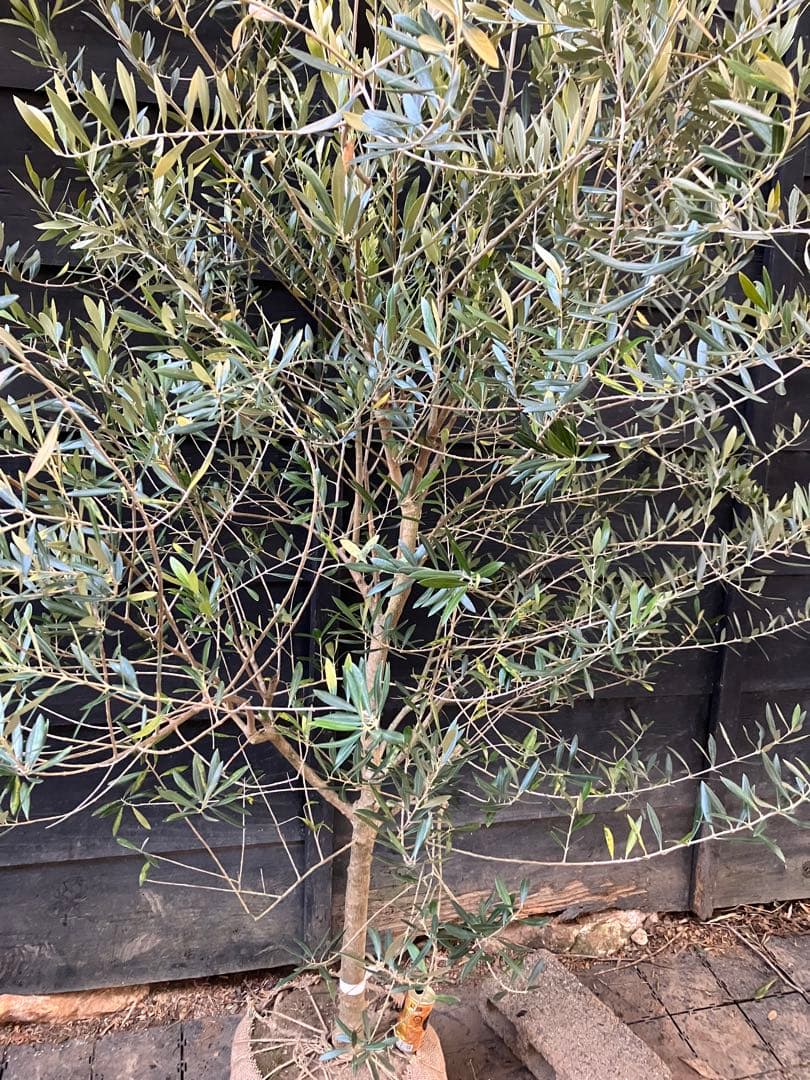 オリーブの木　ネバティロブランコ