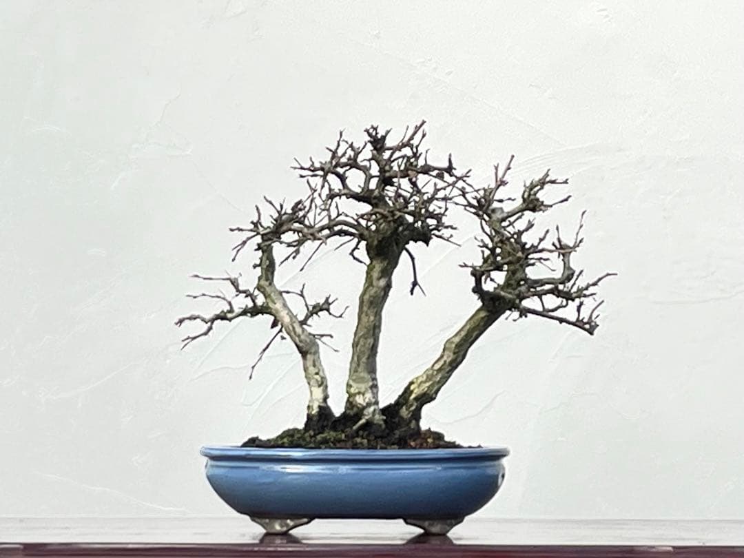 三河盆栽　いわしで　盆栽