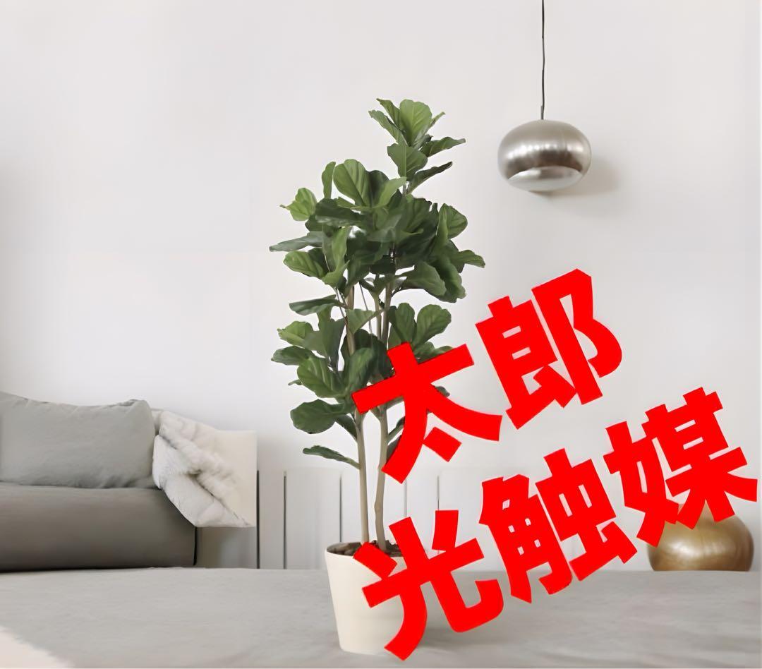 光触媒　人工観葉植物　ウォールグリーン　フェイクグリーン　カシワバゴム1.8