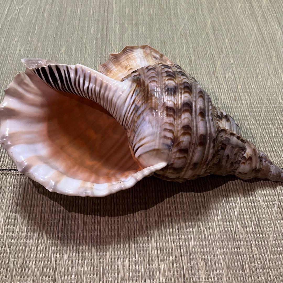 法螺貝　沖縄県産