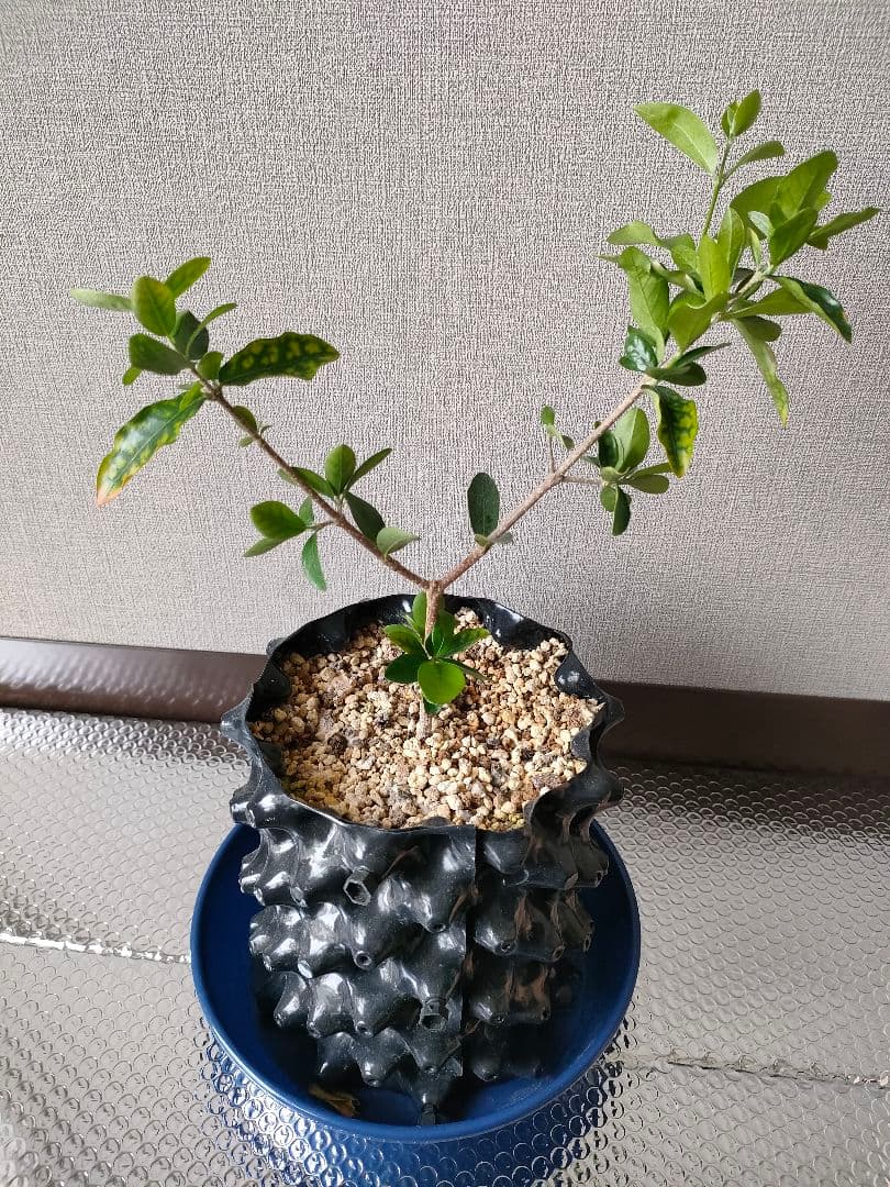 寒くての発送は痛むので買わないように値上げ　アセロラ　品種：ＴＹＭ　苗木　3年目