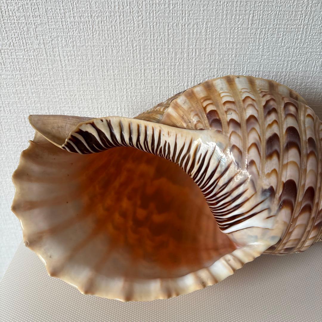 法螺貝　ほら貝　貝殻　インテリア　置物　美品　綺麗