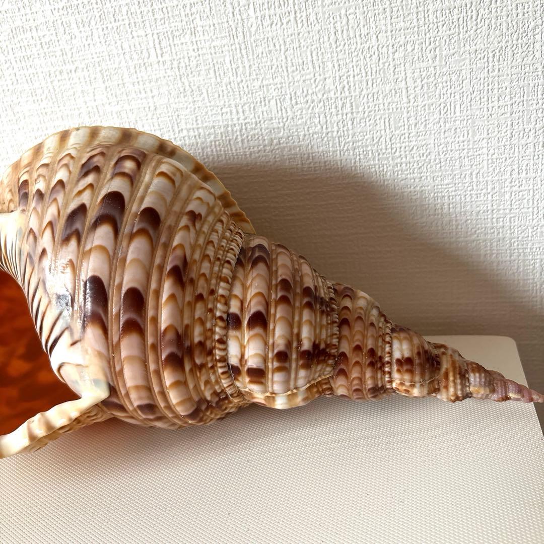 法螺貝　ほら貝　貝殻　インテリア　置物　美品　綺麗